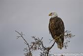 000_ZHX8730_Seeadler