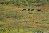003_ZHX8054_DenaliNP