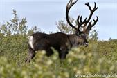 003_ZHX8068_DenaliNP