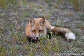 009_ZHX9088_Whitehorse