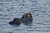 014_ZHX0101_Kenai