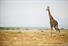 Giraffe02